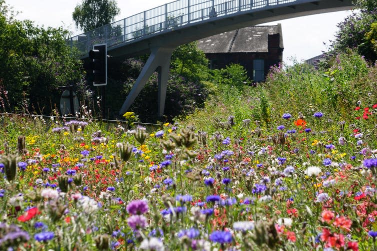 <span class="caption">A meadow growing strong beneath an overpass in Sheffield.</span> <span class="attribution"><a class="link " href="http://www.pictorialmeadows.co.uk/" rel="nofollow noopener" target="_blank" data-ylk="slk:Pictorial Meadows;elm:context_link;itc:0;sec:content-canvas">Pictorial Meadows</a></span>