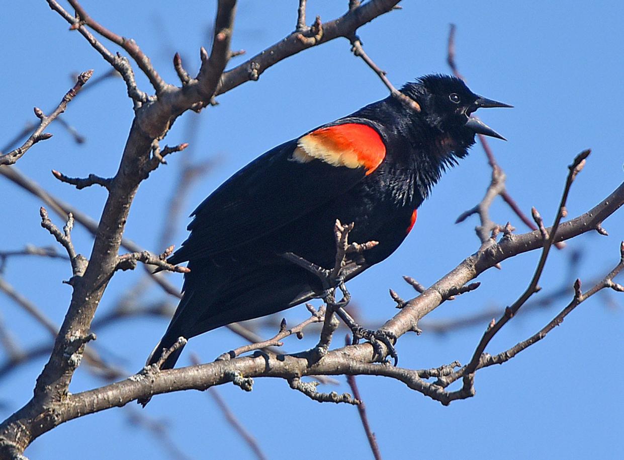A few red-winged blackbirds have just recently arrived locally. More are expected to migrate when we get closer to spring. This is a file shot from another locale.