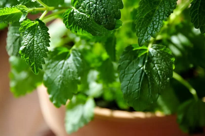 Lemon Balm is an effective fly repellant due to its high levels of Citronella