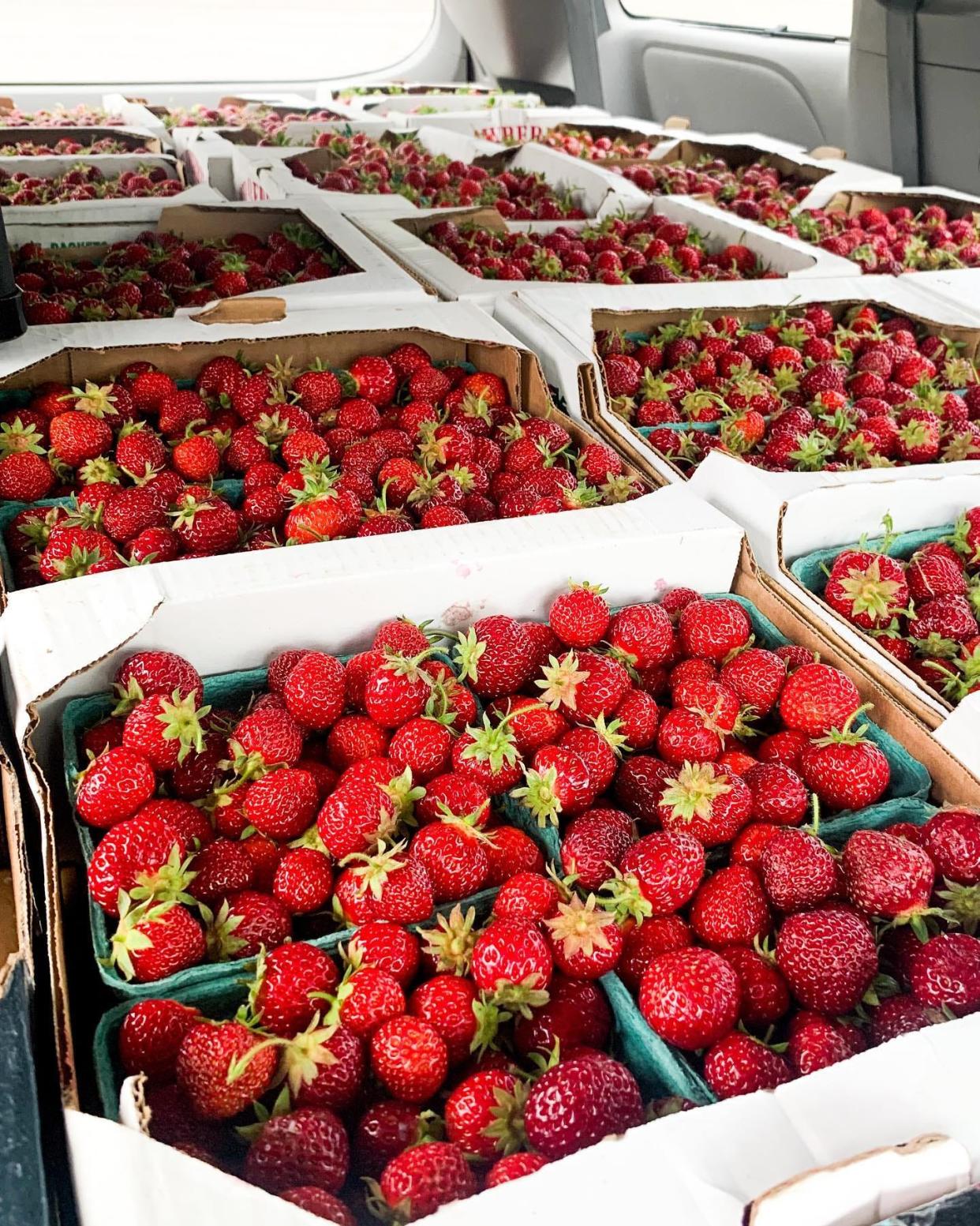 The annual strawberry festival at The Front Porch brings in hundreds of visitors from across the region.