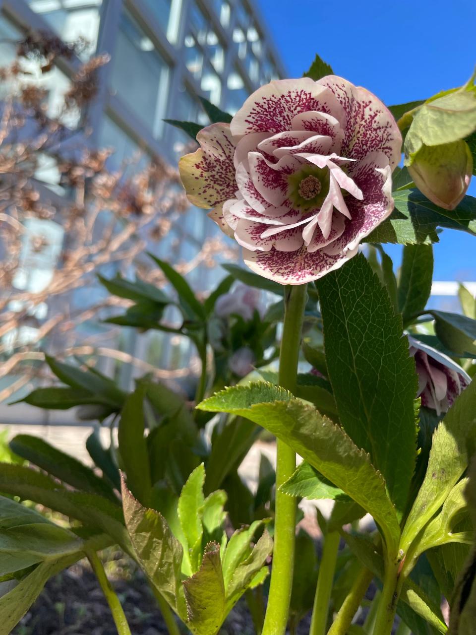 Hellebore, also known as Lenten rose