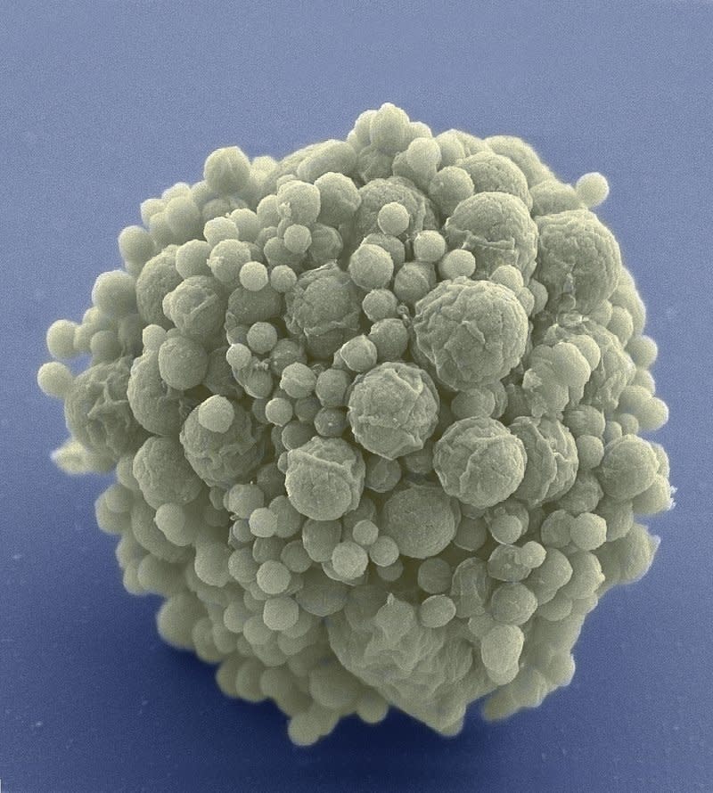 美國科學家24日宣布設計並製造出最簡單的微生物「JCVI-syn3.0」（取自網路）
