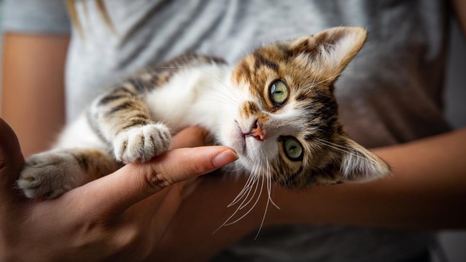 Close up of kitten lying in woman's arms