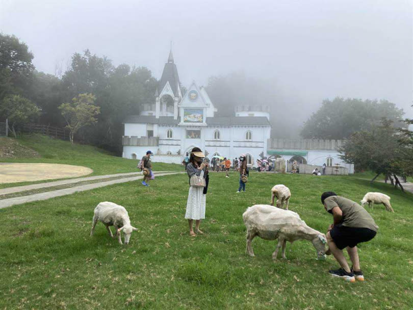 清境農場高山美景與可愛綿羊，每年吸引大批遊客造訪。（楊靜茹攝）