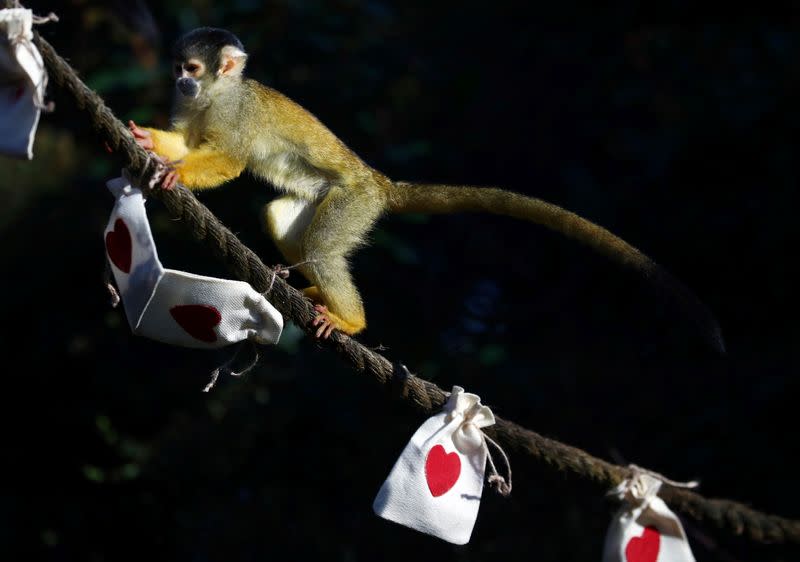 Black capped squirrel monkeys are fed treats from Valentines Day themed bags during a photo-call at ZSL London Zoo in London