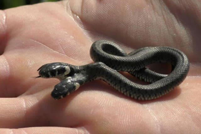 Two-headed snake found in Croatia