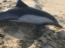 A dolphin found at Manhattan Beach, California: Marine Animal Rescue