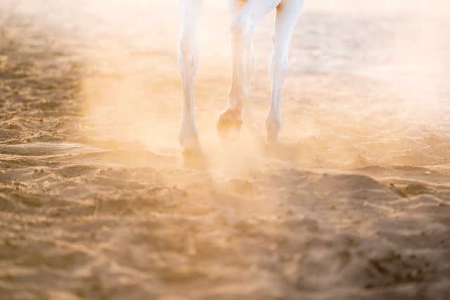 <p>MOHAMED TINAKICHT/COURTESY OF AL SHAQAB</p> Hooves kick up dust at Al Shaqab.