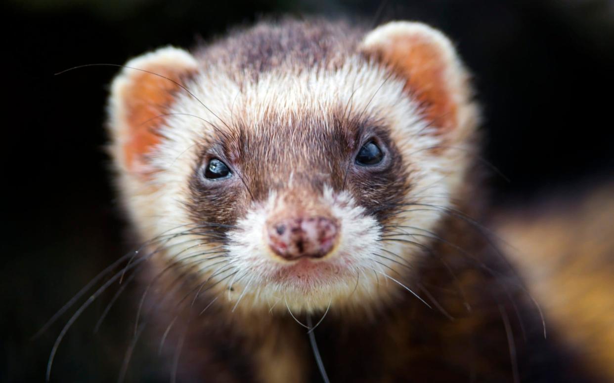 A close-up shot of a ferret's face - Getty