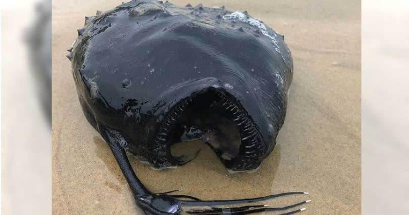 鞭冠鮟鱇魚長得相當特別。（圖／翻攝自Crystal Cove State Park IG）