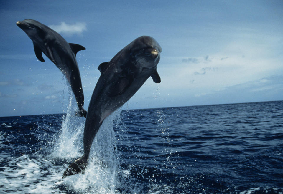 Bottlenose dolphins (Tursiops truncatus) jumping.