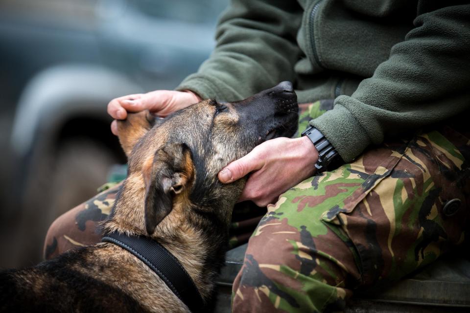 <strong>First Place</strong><br />"Reassurance"<br />Rocko, German shepherd, U.K.