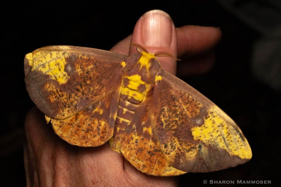 An Imperial moth crawls on a hand.