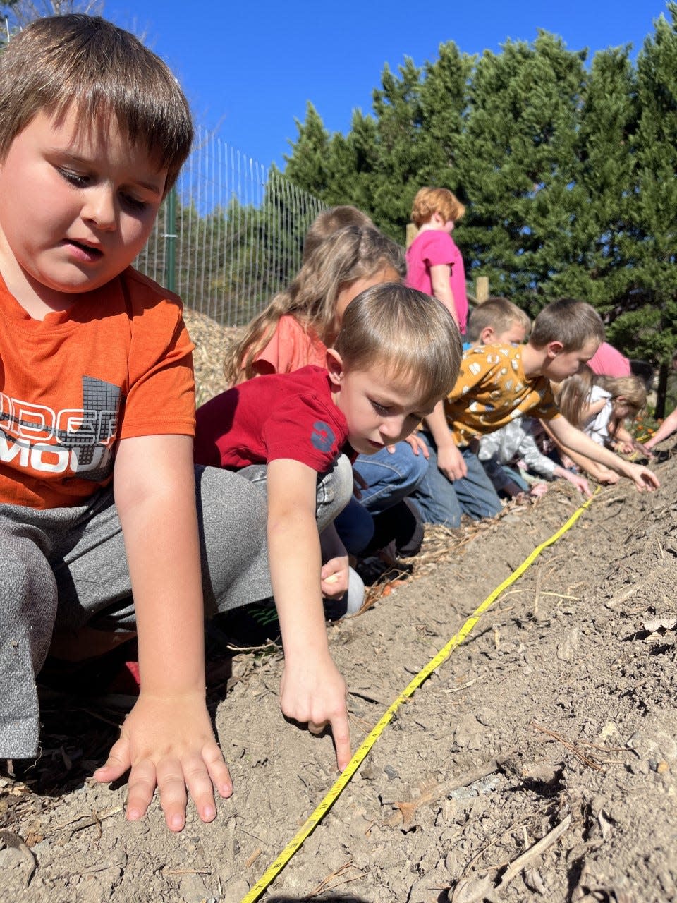 Hot Springs Elementary School second grade students measure out 6" spacing before a day of planting garlic.