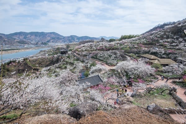 全羅南道 光陽梅花村.