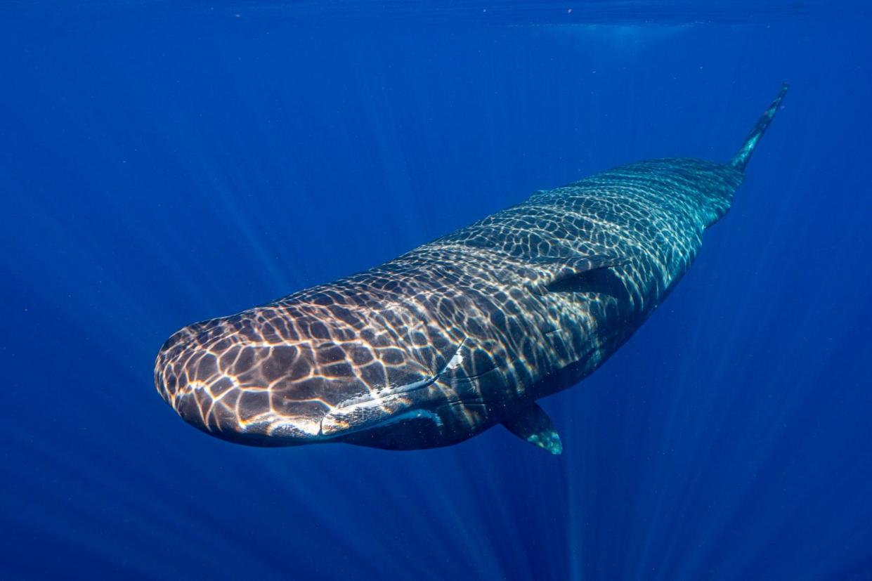PHOTO: Light shines on a sperm whale swimming off the coast of Dominica in March 2024.  (Samuel Lam/AP)