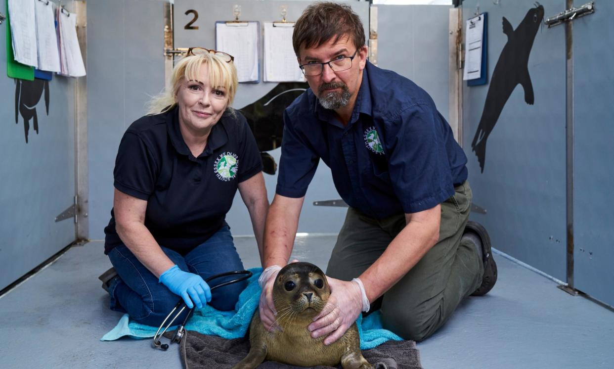 <span>A ‘fat little wobbly maggot’, AKA a rehabilitated seal, with Sue and Tom in Wildlife Rescue.</span><span>Photograph: Channel 4</span>