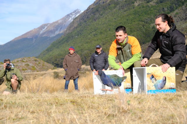 takahe bird