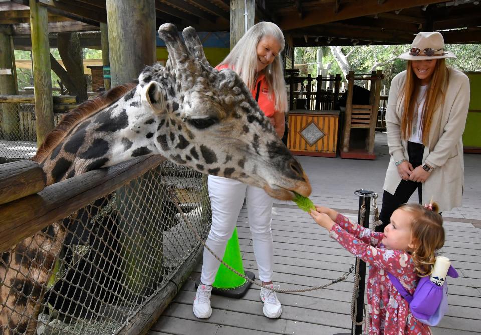  Rafiki, the iconic giraffe, has died . Here he is In a photo from 2022, Kensley Barnes feeds Rafiki, the best known resident at the Brevard Zoo in Viera. This popular giraffe stands at 19 feet, is surely one of the most photographed Brevardians. In the background is volunteer Liz Whitaker and Rachel Barnes. 