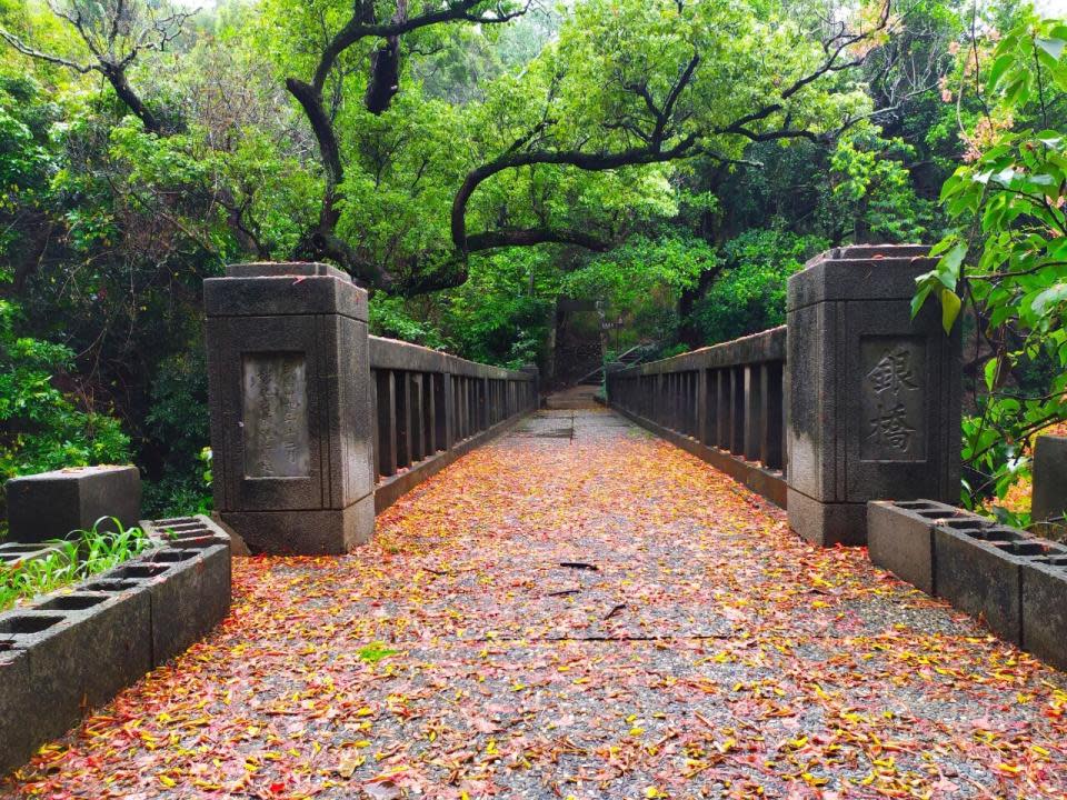 彰化鳳凰花(圖片來源：彰化縣政府)