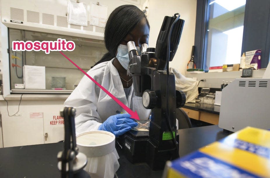 woman wearing mask, dissecting mosquitos under microscope