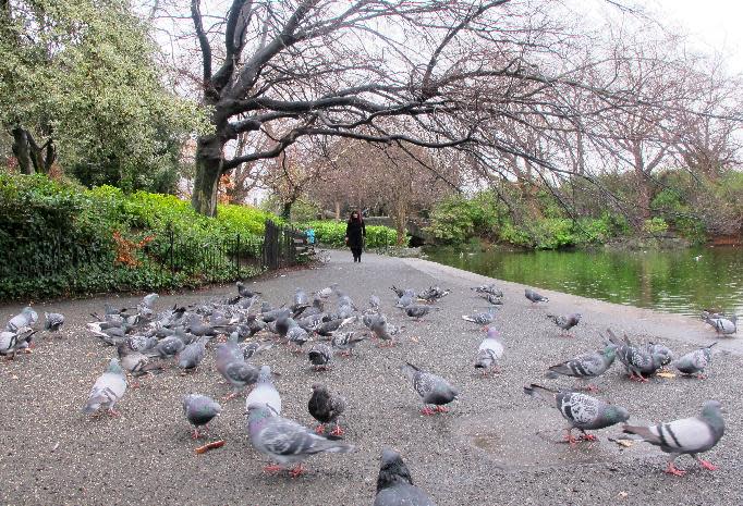 This March 16, 2012 photo shows a flock of pigeons fills the pondside pathway in Dublin's central park, St. Stephen's Green. The park is a haven in the heart of Ireland's capital of 1.3 million and a popular resting spot for tourists, Dubliners and fowl alike. (AP Photo/Shawn Pogatchnik)