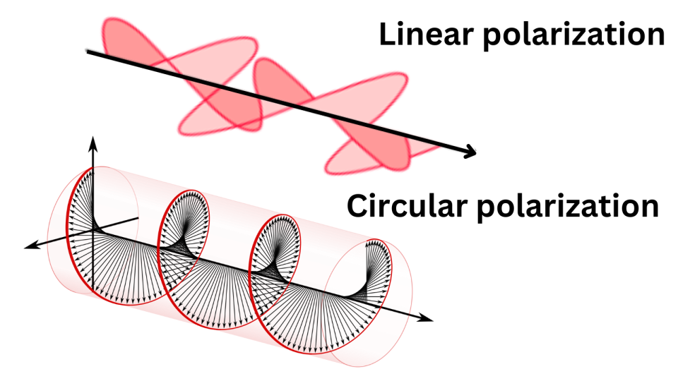 Linear polarization and circular polarization.  The linear diagram shows light moving in a plane, while the circular diagram shows light moving in a sort of spiral format.