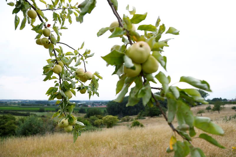 FILE PHOTO: Apples are seen on a tree in an orchard near Borgloon