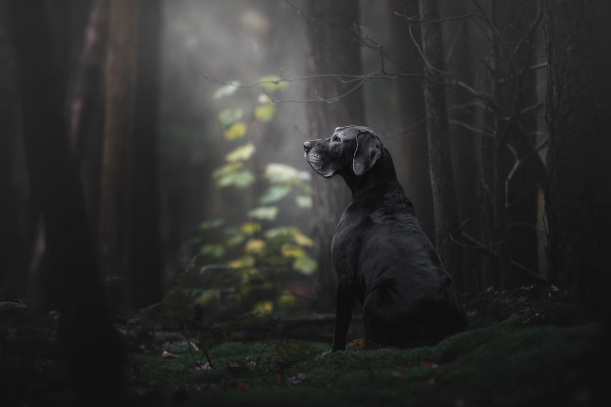 <strong>First Place and Overall Winner</strong><br />"The Lady of the Mystery Forest"<br />Noa, Great Dane, Netherlands (Photo: Monica van der Maden/The Kennel Club)