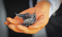 Buffalo Bayou Partnership director of PR and events Trudi Smith tries to save Mexican Free-tailed bats after falling from the bridge at Waugh Drive in Buffalo Bayou Park, where it was impacted by the winter storm Monday, Feb. 22, 2021, in Houston. Birds, bats and other wildlife appear to have taken a beating during the winter storm and deep freeze in the southern U.S. Scientists say it might take weeks or months to determine the extent of the harm. (Steve Gonzales/Houston Chronicle via AP)