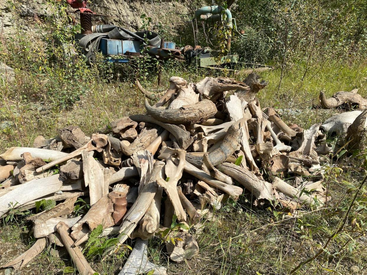 A pile of large bones and tusks in shrubby grass.