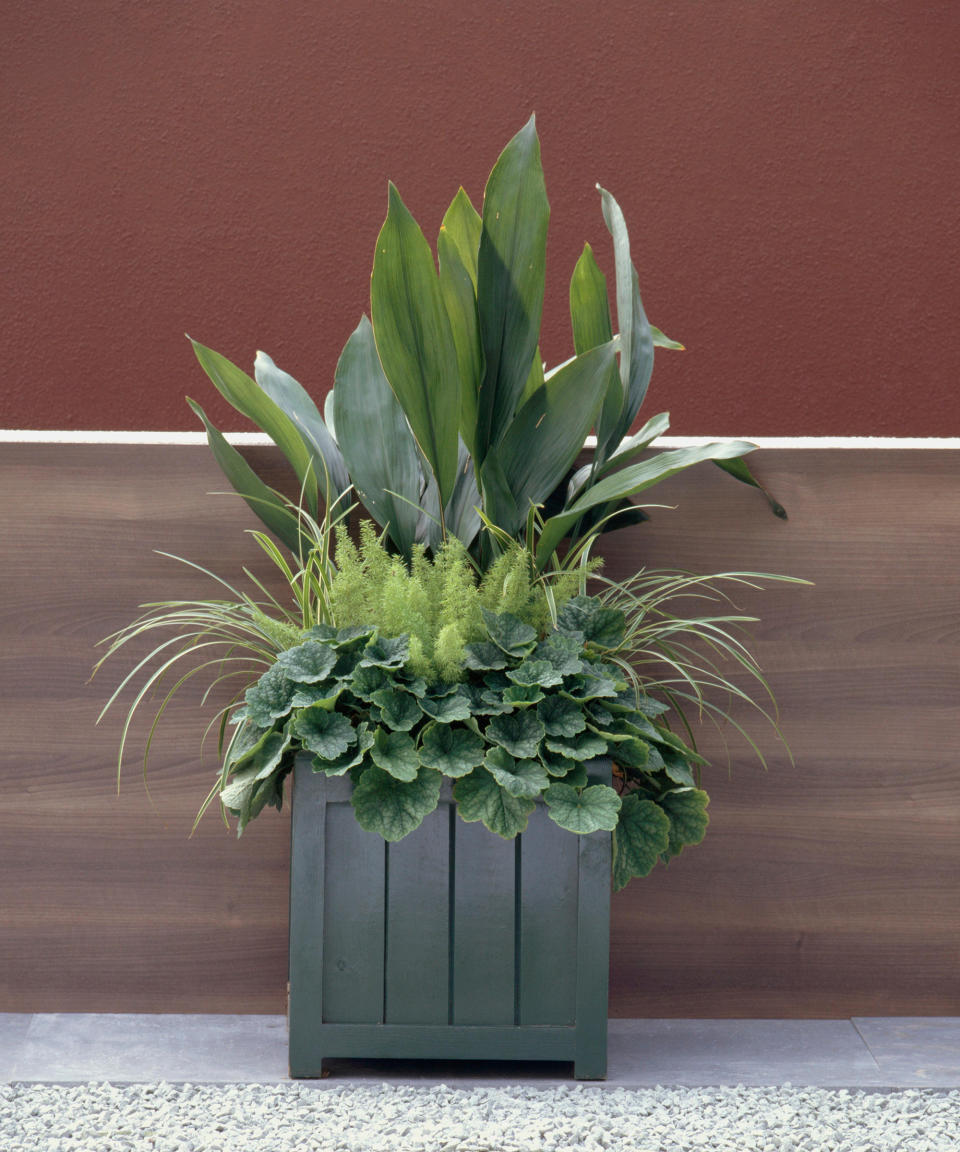 Fern, grass and aspidistra leaves in container