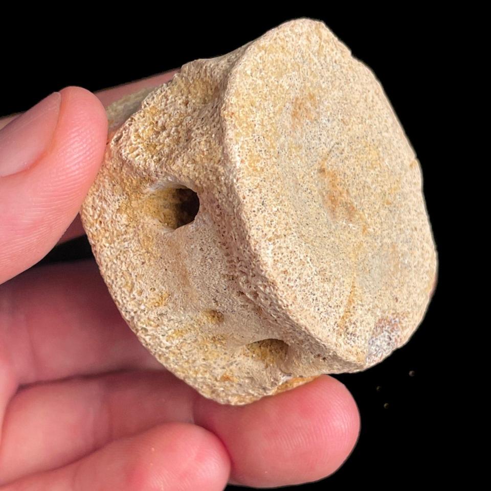 A plesiosaur vertebrae