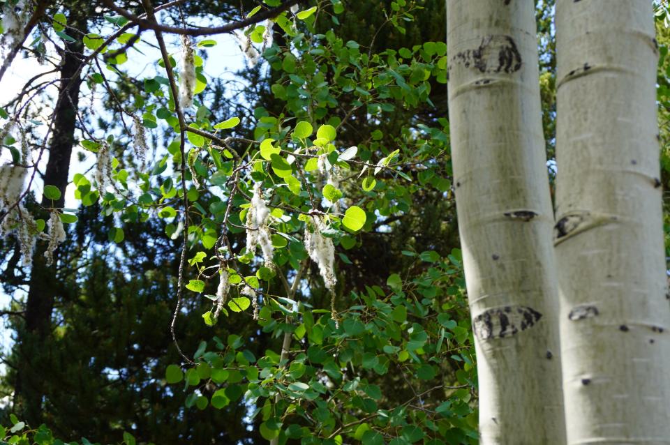 Cottony fluff hangs from an aspen tree in Colorado.