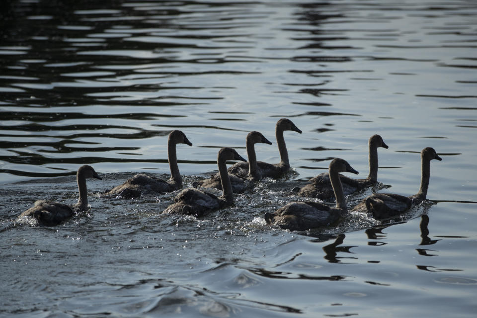 LONDON, ENGLAND - JULY 16: Cygnets are released back into the water on the second day of the annual Swan Upping census on July 16, 2019 on the River Thames, South West London. The historic Swan Upping ceremony dates back to the 12th century, when the Crown claimed ownership of all Mute Swans and they were eaten at banquets and feasts. The Sovereign's Swan Marker, David Barber, counts the number of young cygnets on the river each year and ensures that the swan population is maintained. The swans and young cygnets are also assessed for any signs of injury or disease. (Photo by Dan Kitwood/Getty Images)