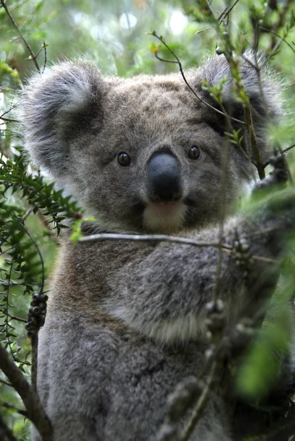 Koalas live in trees in Australia and eat mostly eucalyptus leaves.