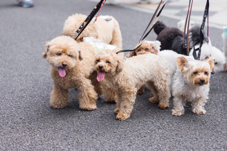 A pack of leashed dogs walking (Photo: Getty Images)