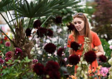 A visitor looks at a display at the Royal Horticultural Society's Chelsea Flower show in London, Britain, May 22, 2017. REUTERS/Dylan Martinez