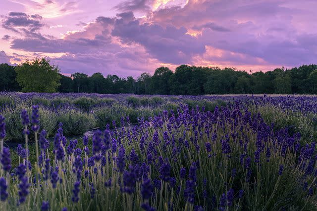 <p>Doug Moore/Moore Manor Lavender</p> Moore Manor Lavender in Newport, Maine