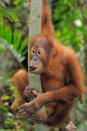 Sumatran Orangutan – The Sumatran orangutan is the most endangered of the two orangutan species. Found only in the northern and western provinces of Sumatra, Indonesia, the species is fast losing its natural habitat to agriculture and human settlements. World Wildlife Fund has put together a top 10 list of endangered species to be on the look-out for in 2012. © Fletcher and Baylis / WWF-Indonesia <br> <br> <a href="http://WorldWildlife.org/how" rel="nofollow noopener" target="_blank" data-ylk="slk:Help protect their future by visiting www.WorldWildlife.org/how to see what you can do to make a difference for our planet.;elm:context_link;itc:0;sec:content-canvas" class="link ">Help protect their future by visiting www.WorldWildlife.org/how to see what you can do to make a difference for our planet. </a>