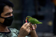 An Indian man wearing a face mask feeds chilly to a baby parrot during fresh lockdown imposed in Gauhati, Assam state, India, Sunday, July 12, 2020. India is the world’s third worst-affected country by the coronavirus. (AP Photo/Anupam Nath)