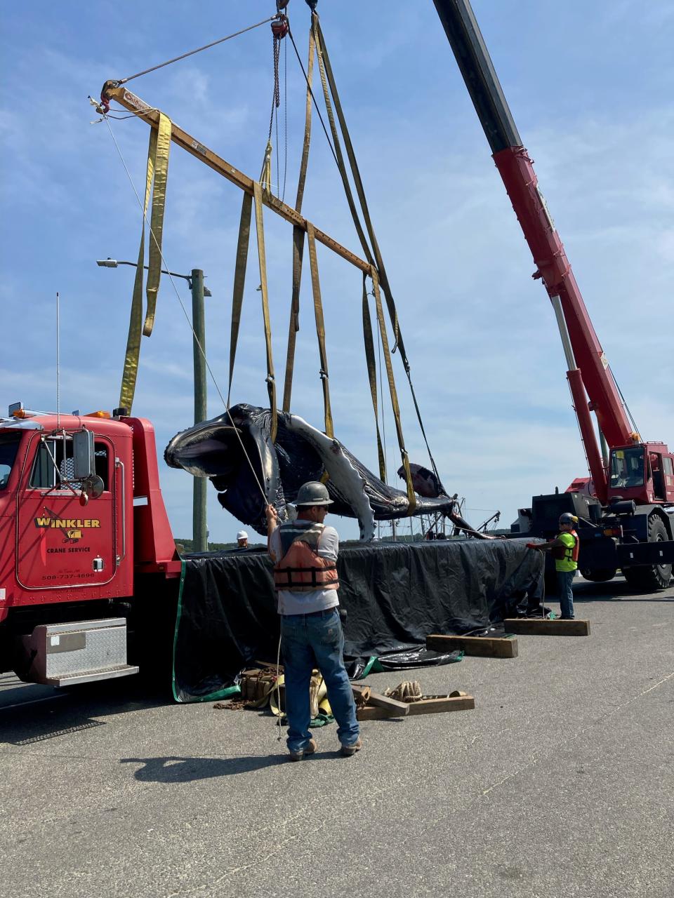 A humpback whale carcass was loaded onto a truck Thursday at the Wellfleet town pier after the whale stranded and died at the mouth of the Herring River.