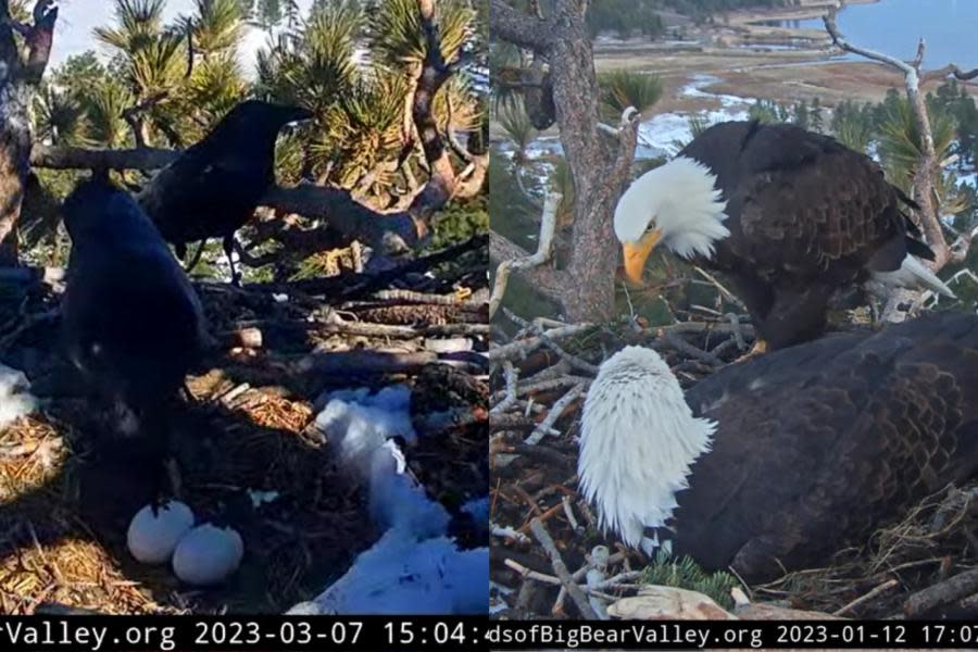 Cuervos devoran huevos de famosa pareja de águilas calvas en Big Bear