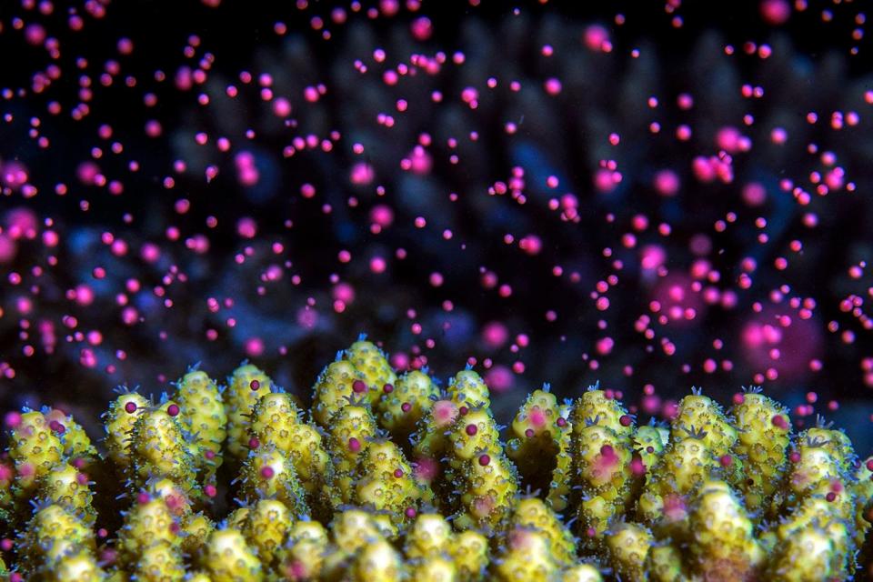 ‘Underwater colorful snowstorm’ – spawning coral in the Red Sea. The gold winner in the nature art category.