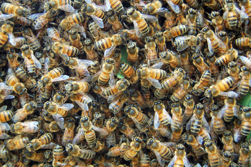 Vielen Bienen auf einem Fleck
