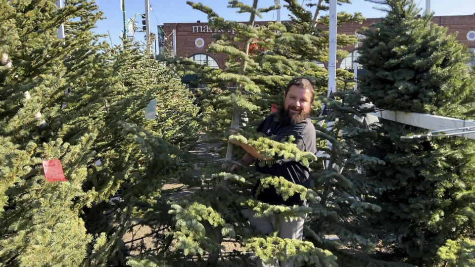 Chris Courchaine carries a Christmas tree he bought at Crystal River Christmas Trees in Alameda, Calif. on Nov. 26, 2021. Even Christmas trees aren't immune to the pandemic-induced shortages and inflation plaguing the economy. Extreme weather and supply chain disruptions have reduced supplies of both real and artificial trees this season. American shoppers should expect to have fewer choices and pay up to 30% more for both types this Christmas, industry officials say. (AP Photo/Terry Chea)