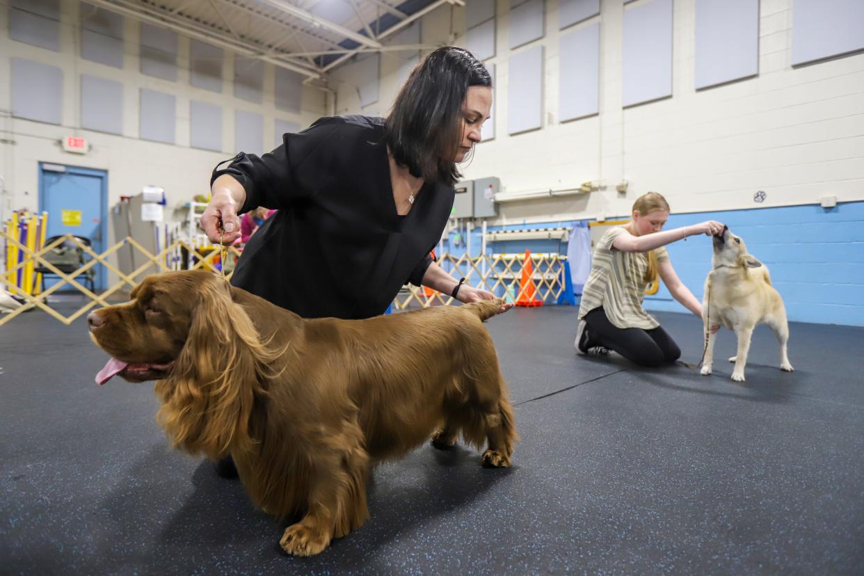 Samantha Gibson works with Clyde, a Sussex spaniel, next to Micaela Kenyon, and her dog Saga during ring practice at Sportsmen's Dog Training Club of Detroit in Warren on Monday, April 29, 2024. Both Handlers and dogs will be going to the Westminster Kennel Club dog show.