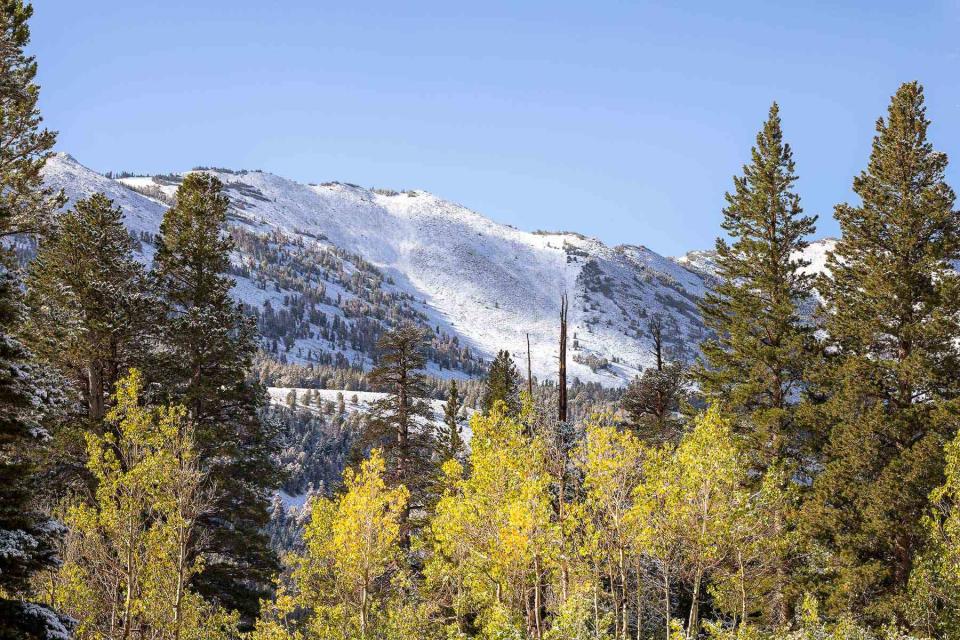 <p>Courtesy of Mammoth Lakes Tourism</p>