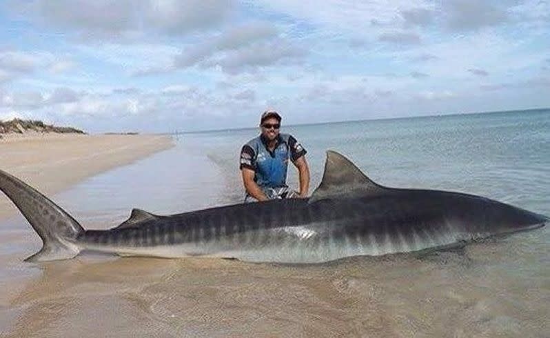 Jethro Bonnichta pictured with the shark before its release.