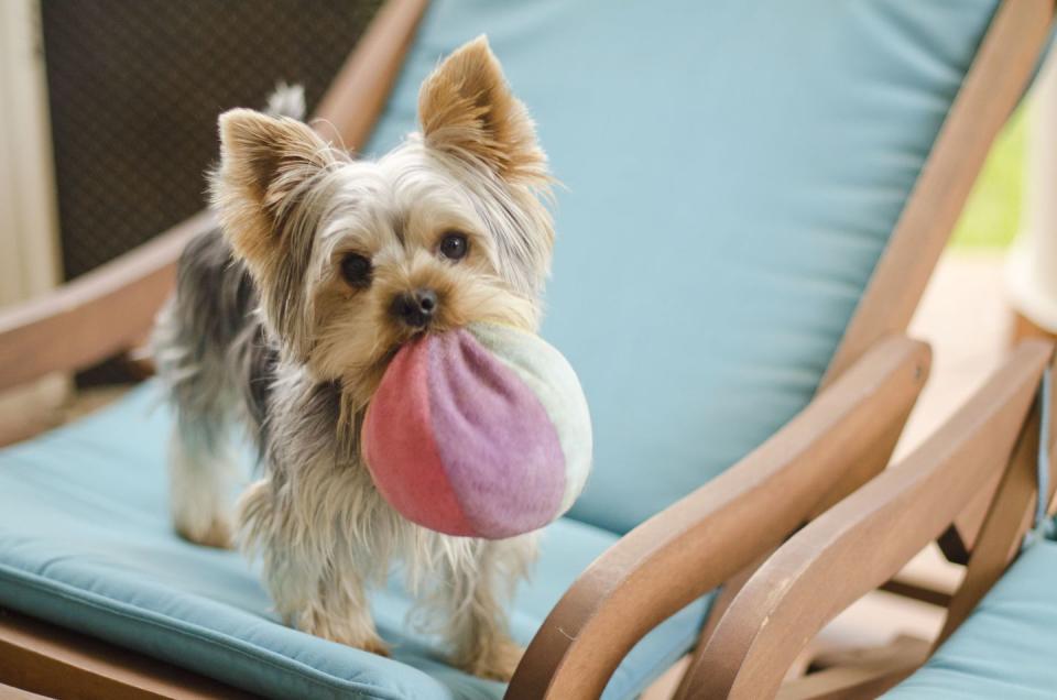 Yorkshire Terrier